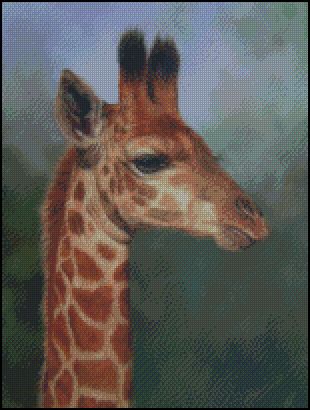 (image for) Young Giraffe